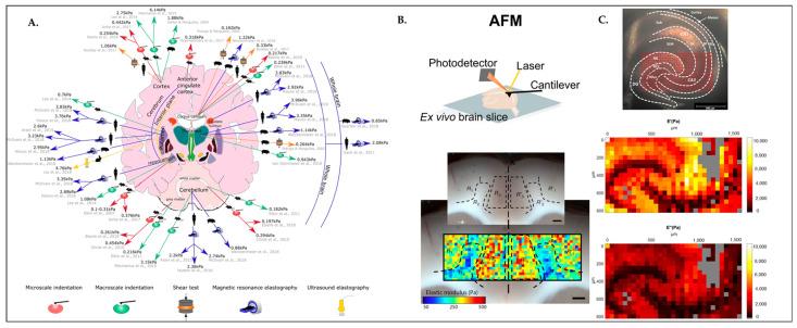 https://cdn.ncbi.nlm.nih.gov/pmc/blobs/c0d2/10216565/3a62136ed542/biosensors-13-00551-g004.jpg