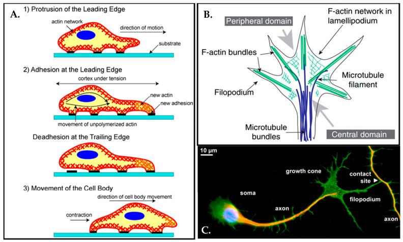 https://cdn.ncbi.nlm.nih.gov/pmc/blobs/c0d2/10216565/3fa838c2c161/biosensors-13-00551-g006.jpg