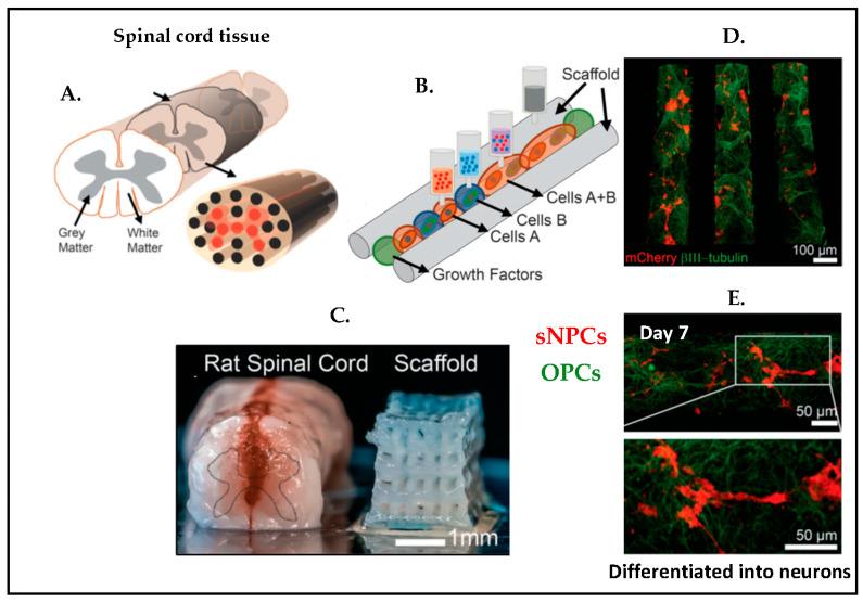 https://cdn.ncbi.nlm.nih.gov/pmc/blobs/c0d2/10216565/62d8774c84d4/biosensors-13-00551-g017.jpg