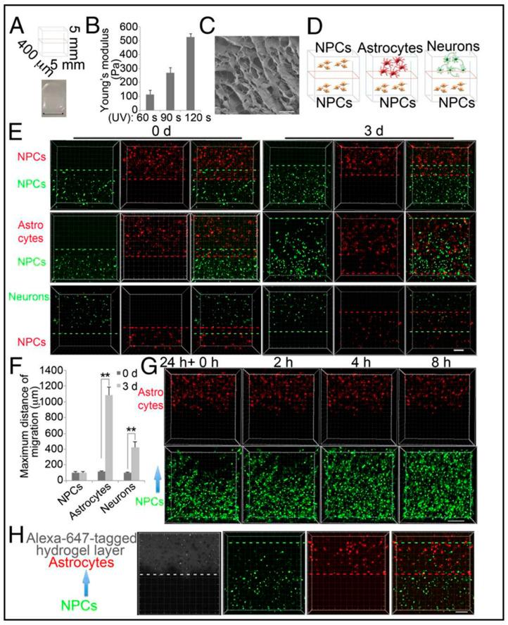 https://cdn.ncbi.nlm.nih.gov/pmc/blobs/c0d2/10216565/71b404af7c66/biosensors-13-00551-g012.jpg