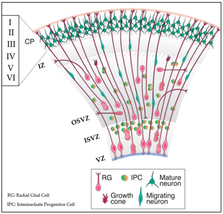 https://cdn.ncbi.nlm.nih.gov/pmc/blobs/c0d2/10216565/815dcde9c316/biosensors-13-00551-g002.jpg
