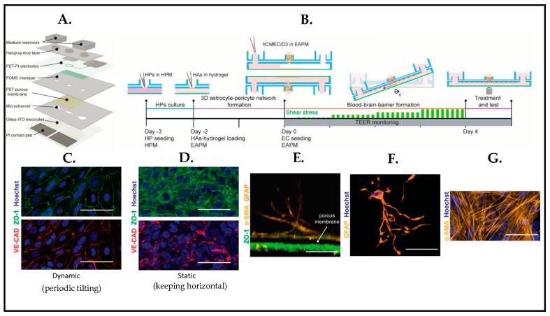 https://cdn.ncbi.nlm.nih.gov/pmc/blobs/c0d2/10216565/b6db3aa1ebb0/biosensors-13-00551-g020.jpg
