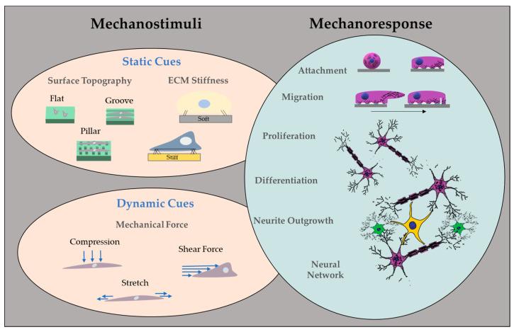 https://cdn.ncbi.nlm.nih.gov/pmc/blobs/c0d2/10216565/e5db93d76d72/biosensors-13-00551-g005.jpg