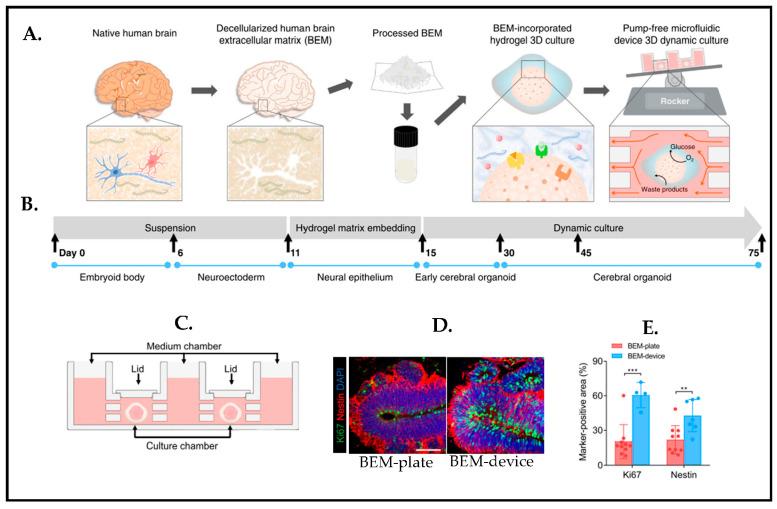 https://cdn.ncbi.nlm.nih.gov/pmc/blobs/c0d2/10216565/eb2ce9619c67/biosensors-13-00551-g022.jpg