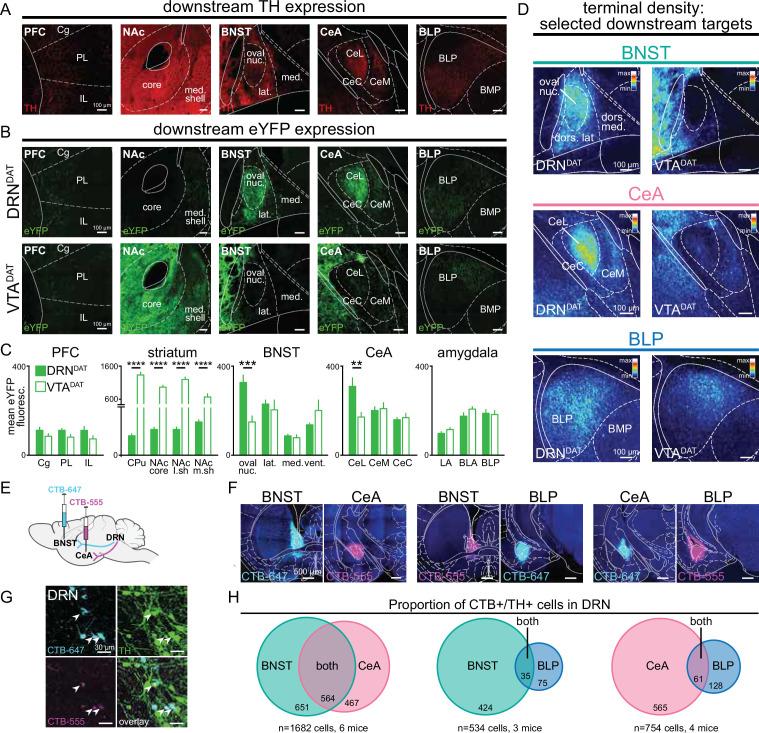 https://cdn.ncbi.nlm.nih.gov/pmc/blobs/c0d6/12316461/c92f2a71ce68/elife-105955-fig1.jpg