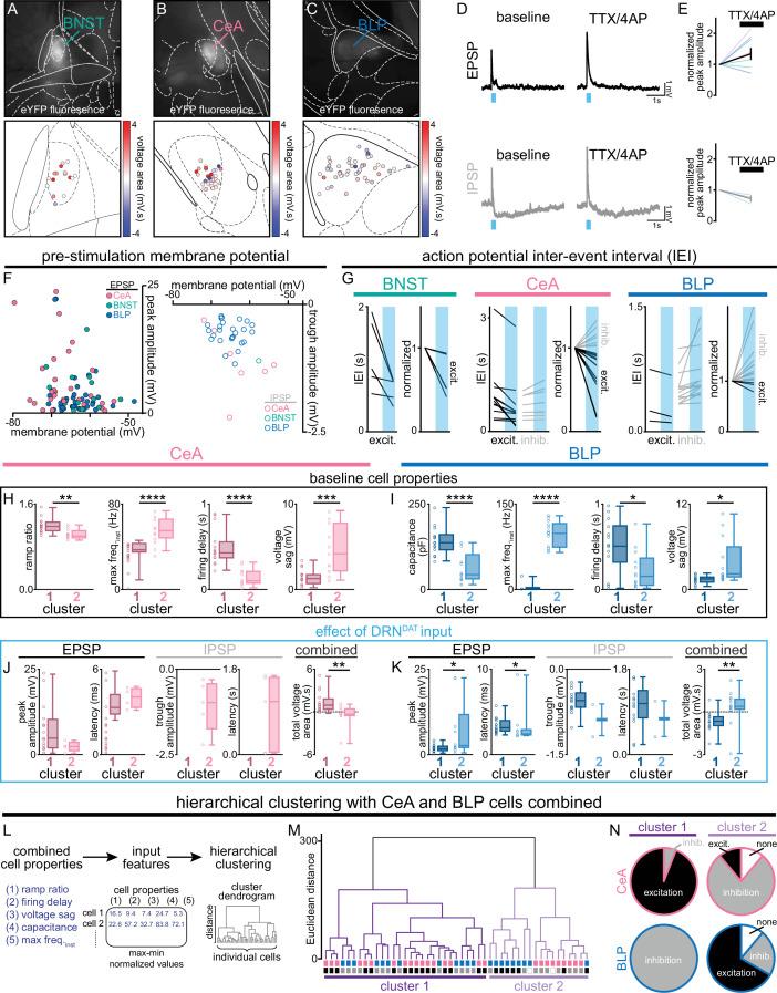 https://cdn.ncbi.nlm.nih.gov/pmc/blobs/c0d6/12316461/ff6824c947b6/elife-105955-fig6-figsupp1.jpg