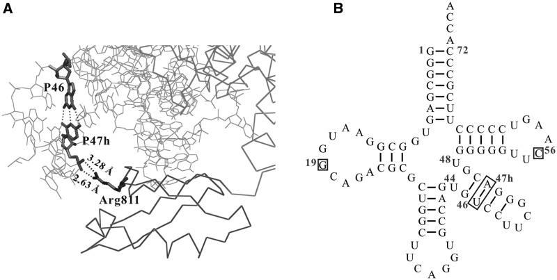 https://cdn.ncbi.nlm.nih.gov/pmc/blobs/c0e1/3561953/24b21c403858/gks1307f6p.jpg