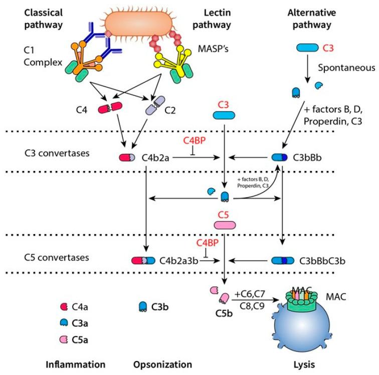 https://cdn.ncbi.nlm.nih.gov/pmc/blobs/c0f1/11119172/528996ee4b7a/cells-13-00866-g002.jpg