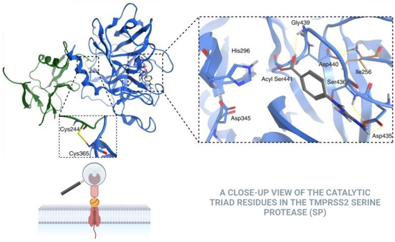 https://cdn.ncbi.nlm.nih.gov/pmc/blobs/c106/11764435/2316779bd4cf/biomolecules-15-00075-g002.jpg