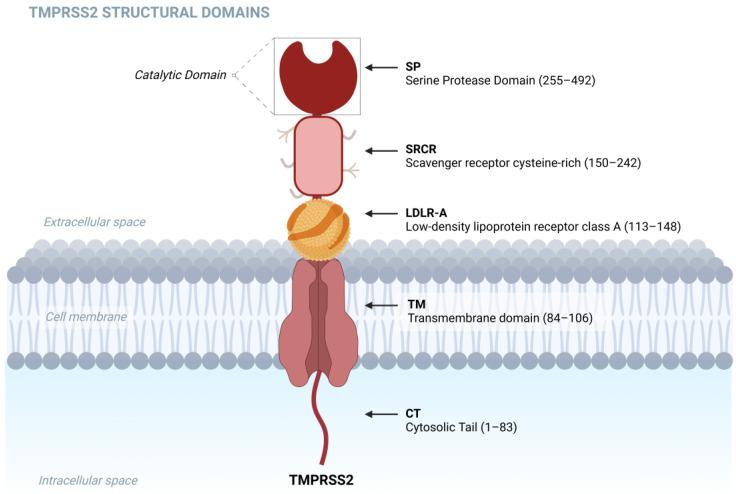 https://cdn.ncbi.nlm.nih.gov/pmc/blobs/c106/11764435/81d7dcfaddf1/biomolecules-15-00075-g001.jpg