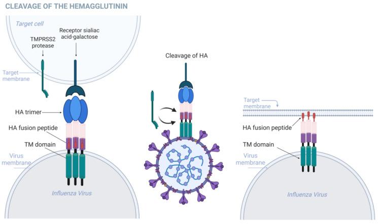 https://cdn.ncbi.nlm.nih.gov/pmc/blobs/c106/11764435/e33c4316392c/biomolecules-15-00075-g003.jpg