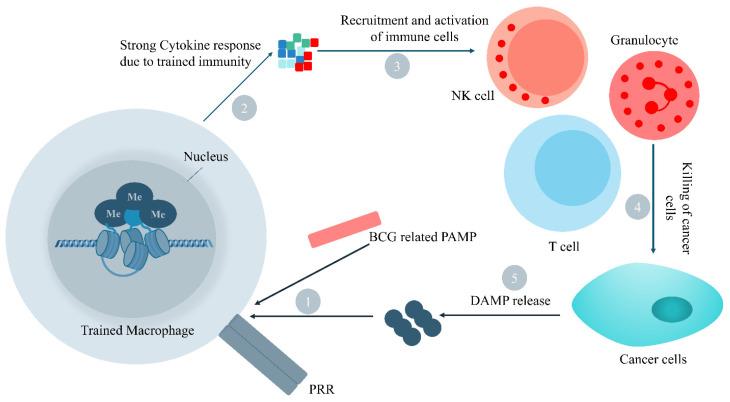 https://cdn.ncbi.nlm.nih.gov/pmc/blobs/c111/10215451/8521bdd97064/biomedicines-11-01245-g002.jpg