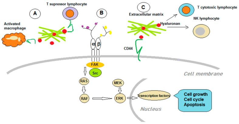 https://cdn.ncbi.nlm.nih.gov/pmc/blobs/c121/8001210/3cc2a94db8bf/biomolecules-11-00395-g002.jpg
