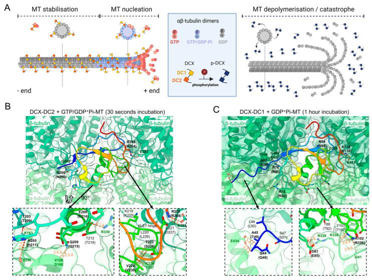 https://cdn.ncbi.nlm.nih.gov/pmc/blobs/c16c/10046695/ce1490a11df8/biomedicines-11-00990-g002.jpg