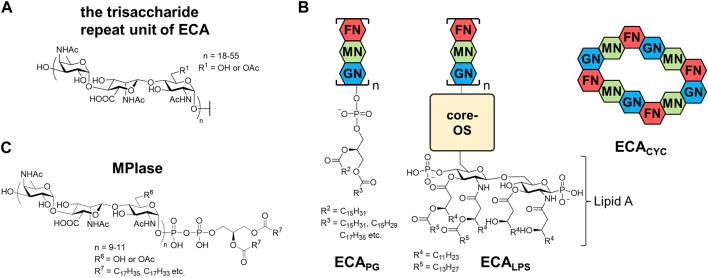 https://cdn.ncbi.nlm.nih.gov/pmc/blobs/c182/10881803/2aa32e2619e6/fchem-12-1353688-g004.jpg