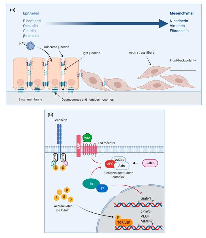 https://cdn.ncbi.nlm.nih.gov/pmc/blobs/c1a6/7996217/188367649045/pathogens-10-00262-g002.jpg