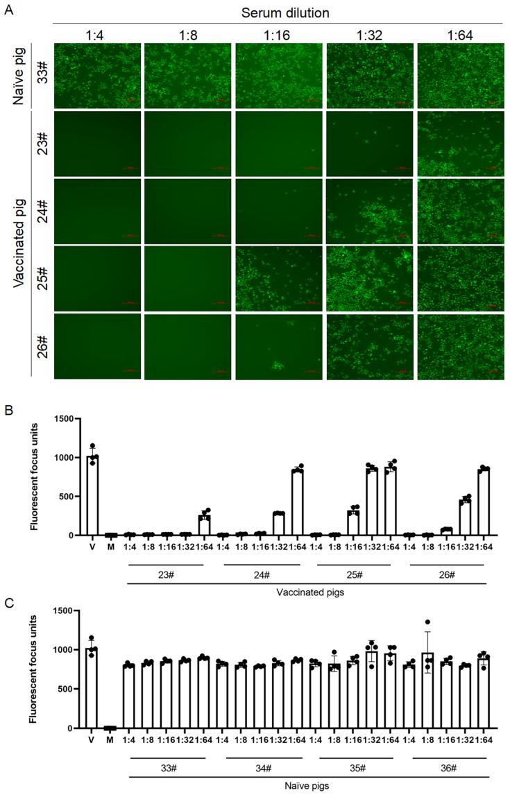 https://cdn.ncbi.nlm.nih.gov/pmc/blobs/c1b8/12115618/d467bb90a9ad/viruses-17-00656-g004.jpg