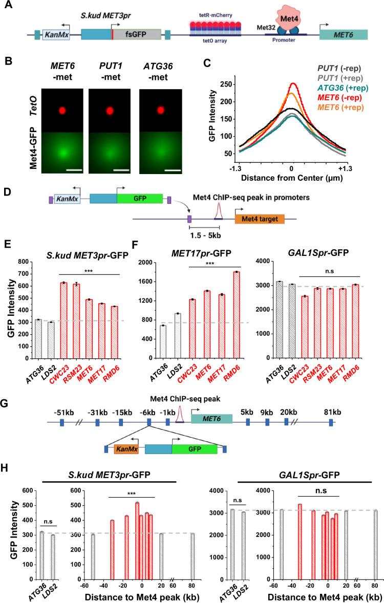 https://cdn.ncbi.nlm.nih.gov/pmc/blobs/c1bd/11441978/54cac7d98352/elife-96028-fig6.jpg