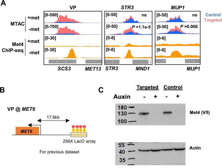 https://cdn.ncbi.nlm.nih.gov/pmc/blobs/c1bd/11441978/992a48f05b6e/elife-96028-fig4-figsupp1.jpg