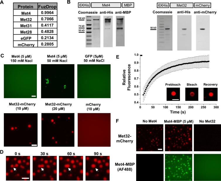 https://cdn.ncbi.nlm.nih.gov/pmc/blobs/c1bd/11441978/d769fe14232d/elife-96028-fig2.jpg