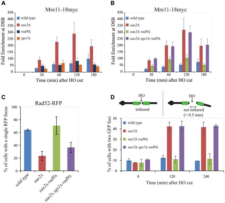 https://cdn.ncbi.nlm.nih.gov/pmc/blobs/c1d2/4287487/76fdfad8b5bf/pgen.1004928.g004.jpg