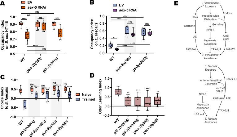 https://cdn.ncbi.nlm.nih.gov/pmc/blobs/c1e1/8177887/c2690812c687/elife-65935-fig8.jpg