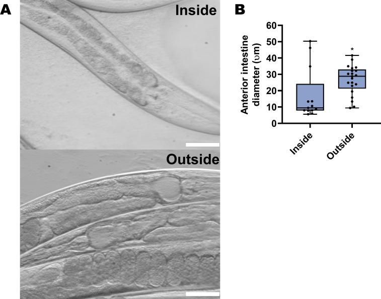 https://cdn.ncbi.nlm.nih.gov/pmc/blobs/c1e1/8177887/c45df902d2e7/elife-65935-fig2-figsupp1.jpg