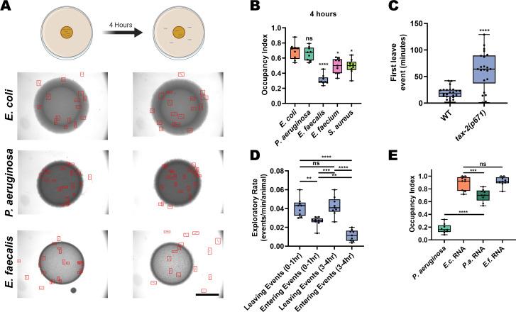 https://cdn.ncbi.nlm.nih.gov/pmc/blobs/c1e1/8177887/ea6402ec374c/elife-65935-fig1.jpg