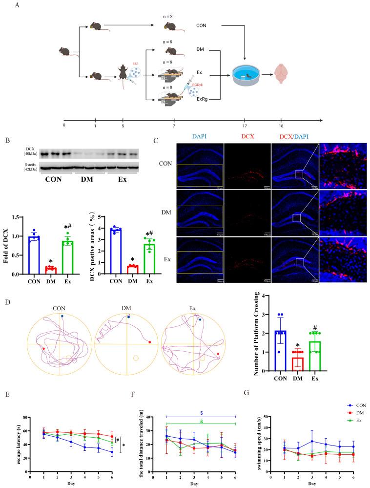 https://cdn.ncbi.nlm.nih.gov/pmc/blobs/c1e7/11504848/79c8e63f8e3a/biology-13-00809-g001.jpg
