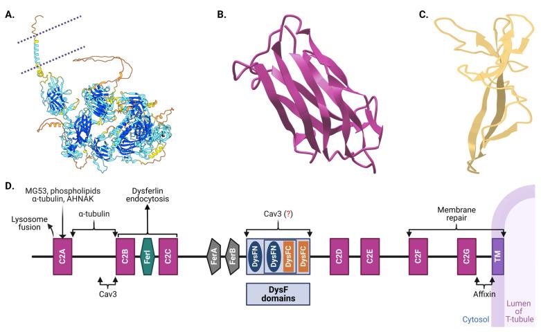 https://cdn.ncbi.nlm.nih.gov/pmc/blobs/c21e/10968265/f34733095ca3/biomolecules-14-00256-g002.jpg