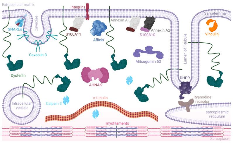https://cdn.ncbi.nlm.nih.gov/pmc/blobs/c21e/10968265/f7d967129c4e/biomolecules-14-00256-g003.jpg