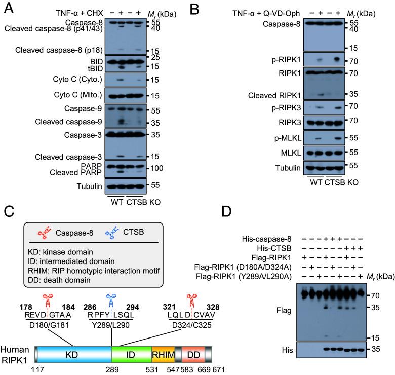 https://cdn.ncbi.nlm.nih.gov/pmc/blobs/c223/11874418/1f8b860d0c63/pnas.2406715122fig04.jpg