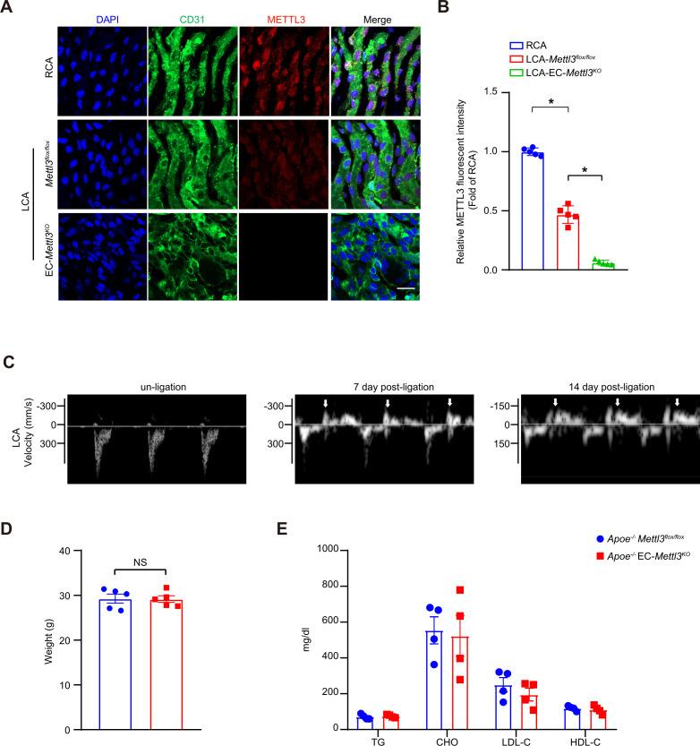https://cdn.ncbi.nlm.nih.gov/pmc/blobs/c22a/8794471/1d0d386349d3/elife-69906-fig5-figsupp1.jpg
