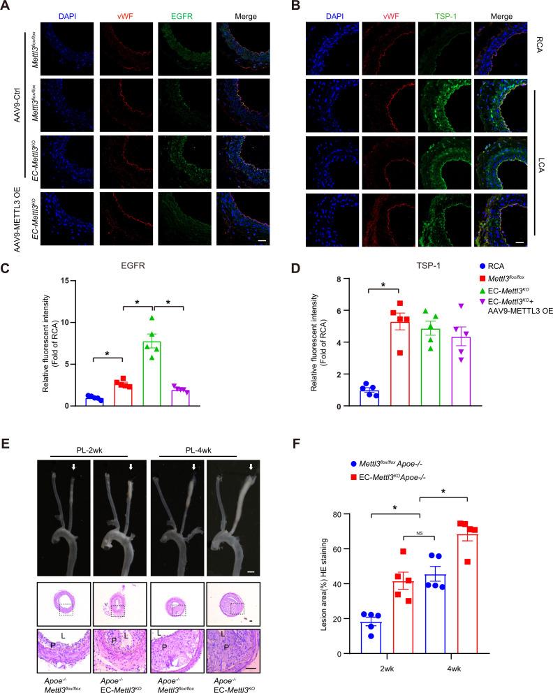 https://cdn.ncbi.nlm.nih.gov/pmc/blobs/c22a/8794471/22aebadafccb/elife-69906-fig5.jpg