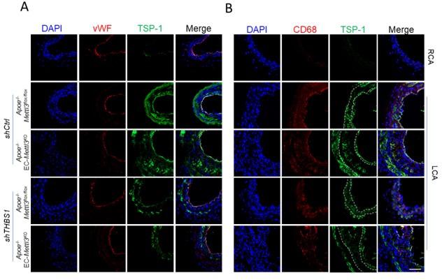 https://cdn.ncbi.nlm.nih.gov/pmc/blobs/c22a/8794471/2aa16861df9f/elife-69906-sa2-fig1.jpg