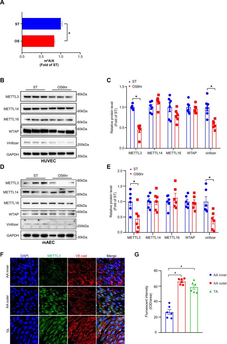 https://cdn.ncbi.nlm.nih.gov/pmc/blobs/c22a/8794471/3611427de938/elife-69906-fig1.jpg