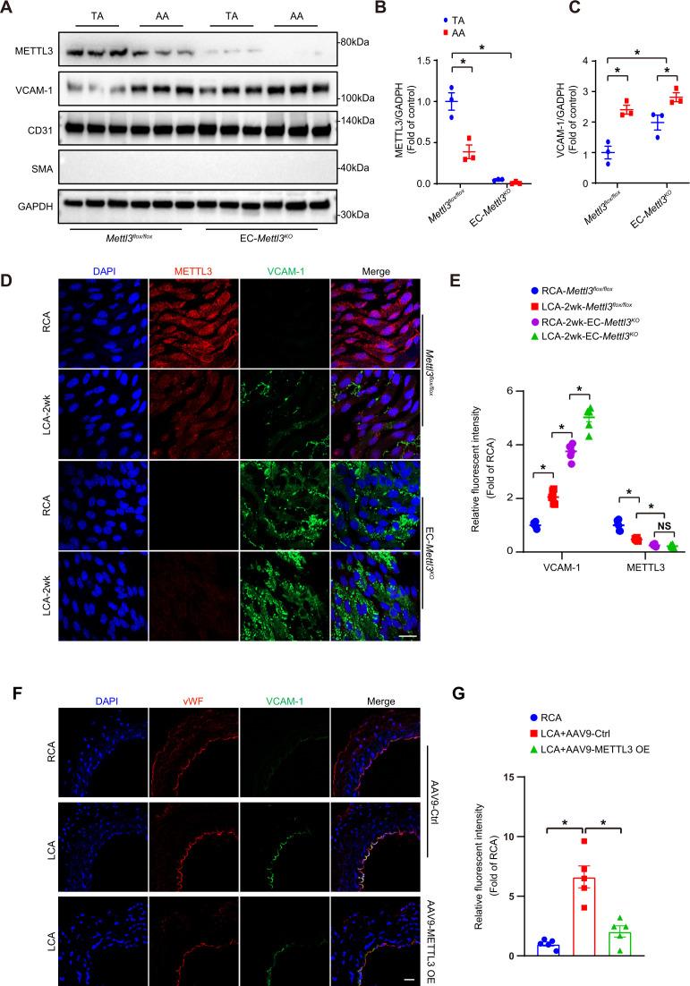 https://cdn.ncbi.nlm.nih.gov/pmc/blobs/c22a/8794471/89fc0fc9f5b6/elife-69906-fig2.jpg