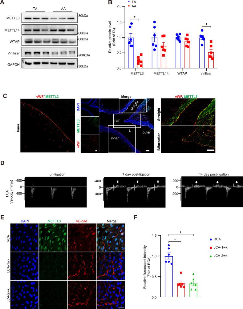 https://cdn.ncbi.nlm.nih.gov/pmc/blobs/c22a/8794471/b30b184e200d/elife-69906-fig1-figsupp1.jpg