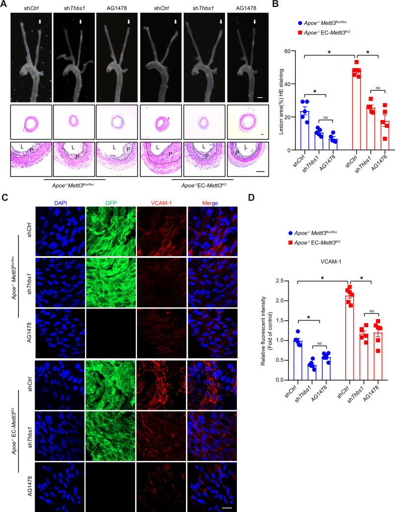 https://cdn.ncbi.nlm.nih.gov/pmc/blobs/c22a/8794471/d28cac2b343e/elife-69906-fig7.jpg