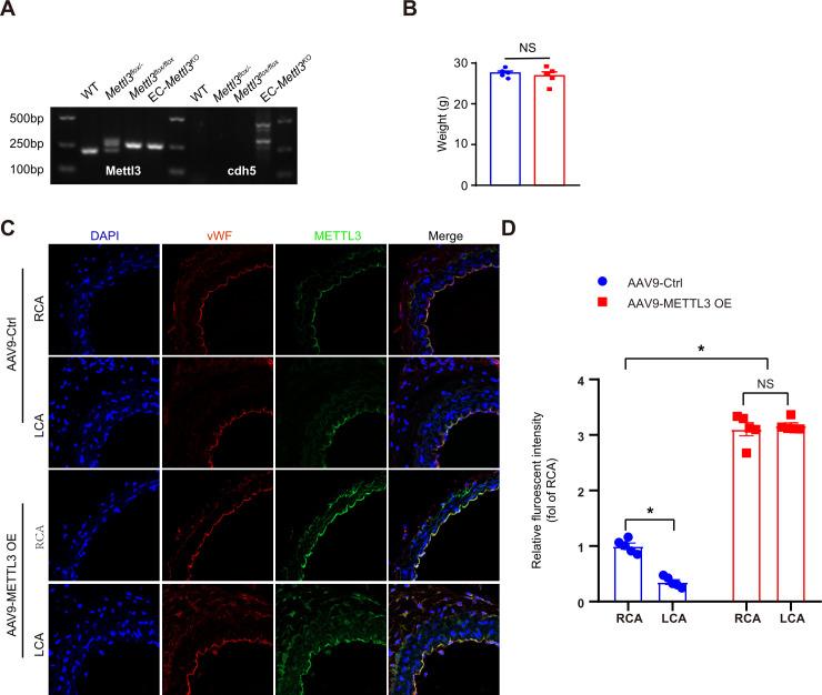 https://cdn.ncbi.nlm.nih.gov/pmc/blobs/c22a/8794471/e80a86888bcb/elife-69906-fig2-figsupp1.jpg