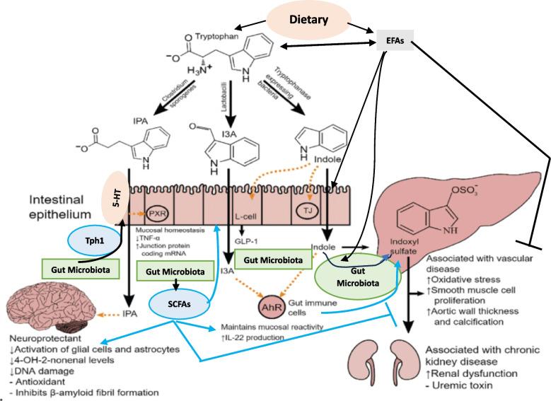 https://cdn.ncbi.nlm.nih.gov/pmc/blobs/c233/11027247/44ead59454c8/12944_2024_2090_Fig3_HTML.jpg