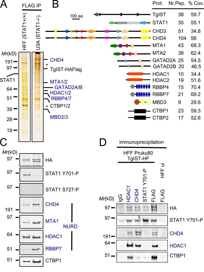 https://cdn.ncbi.nlm.nih.gov/pmc/blobs/c271/4995087/5b19d3d7346d/JEM_20160340_Fig2.jpg