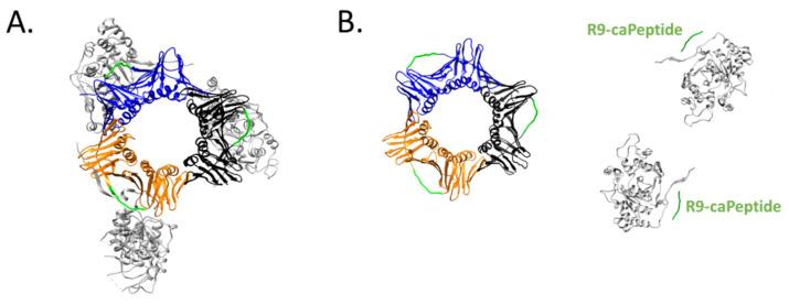 https://cdn.ncbi.nlm.nih.gov/pmc/blobs/c2be/8616177/1307be9d1f04/cells-10-02908-g002.jpg