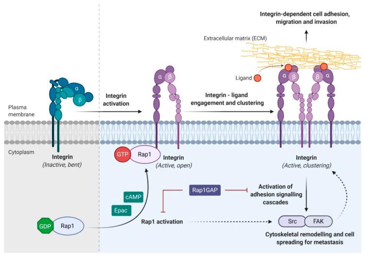 https://cdn.ncbi.nlm.nih.gov/pmc/blobs/c2d3/7555474/8d8fd9641067/biomedicines-08-00334-g004.jpg