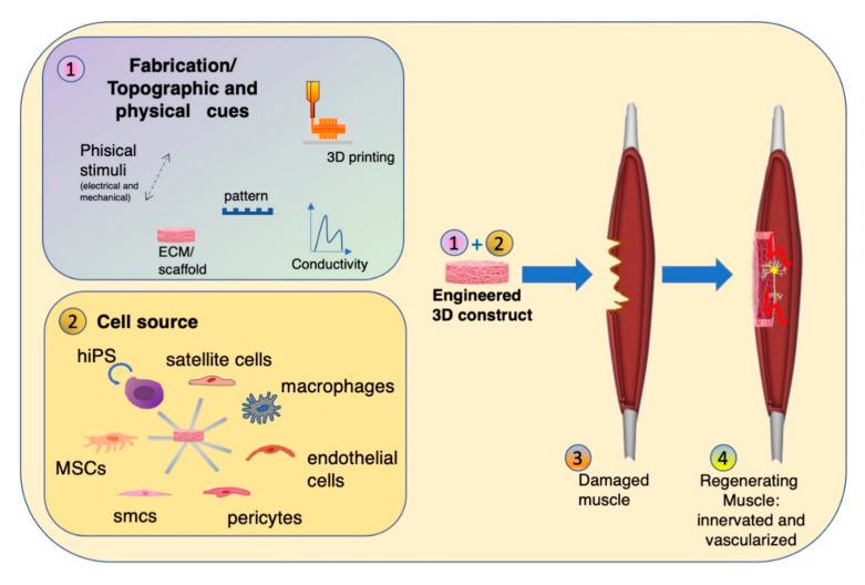 https://cdn.ncbi.nlm.nih.gov/pmc/blobs/c2ec/7711907/fbaffb403c51/bioengineering-07-00118-g002.jpg