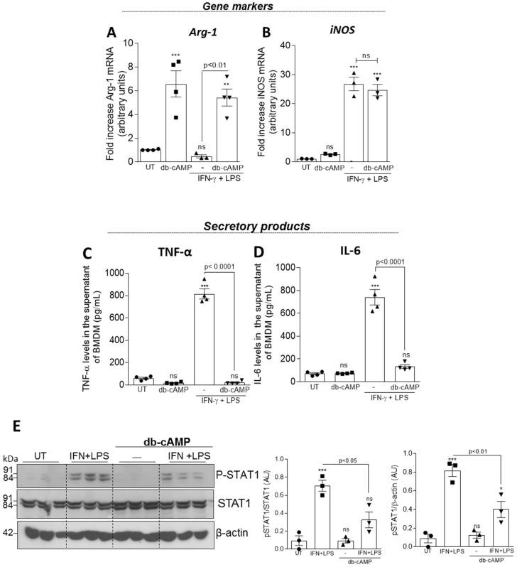 https://cdn.ncbi.nlm.nih.gov/pmc/blobs/c36d/7017228/393d490fd66e/cells-09-00128-g004.jpg