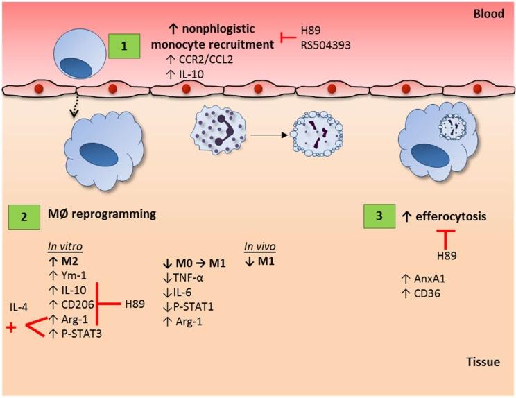https://cdn.ncbi.nlm.nih.gov/pmc/blobs/c36d/7017228/9b7ed1071c8b/cells-09-00128-g008.jpg