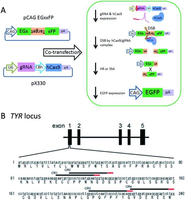 https://cdn.ncbi.nlm.nih.gov/pmc/blobs/c372/4329513/80f691321244/expanim-64-031-g001.jpg