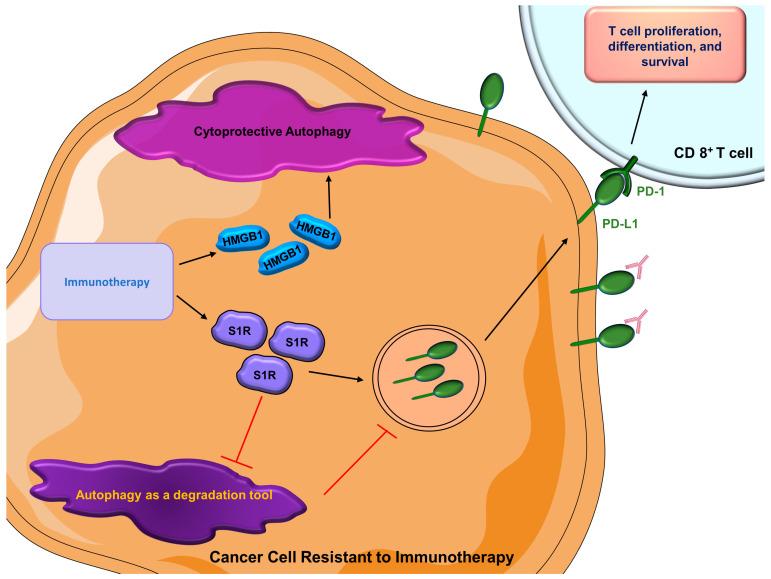 https://cdn.ncbi.nlm.nih.gov/pmc/blobs/c380/10136604/165655292a04/cells-12-01156-g005.jpg