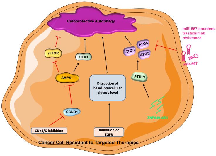 https://cdn.ncbi.nlm.nih.gov/pmc/blobs/c380/10136604/504c4d2ef747/cells-12-01156-g002.jpg